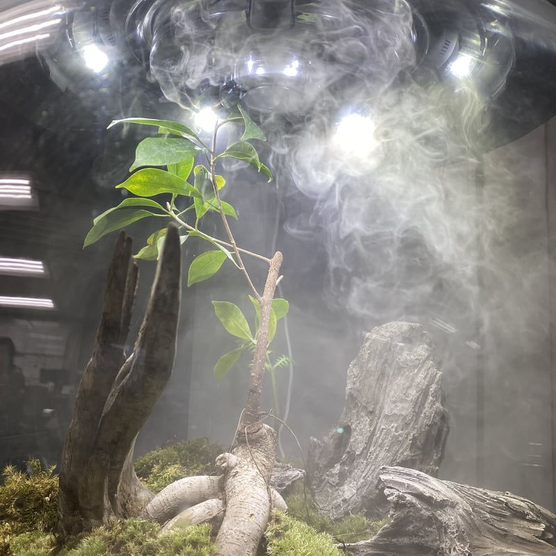 BiOrb AIR60 「Yakushima」 | JABüRO