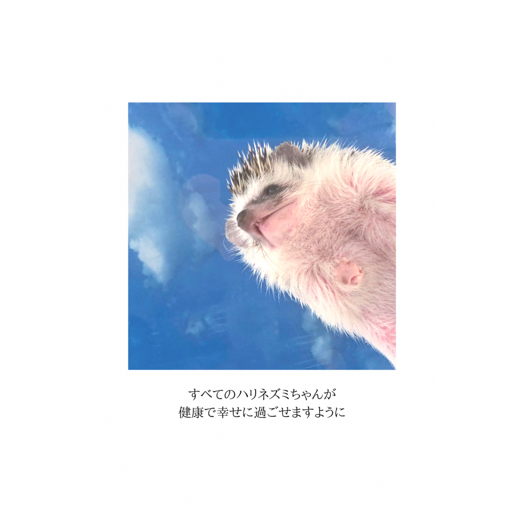 NO51 オリジナル冬を待つハリネズミちゃんᒼᑋªⁿ❤︎*❤️‼️ ハリネズミちゃん | SKIMA（スキマ）