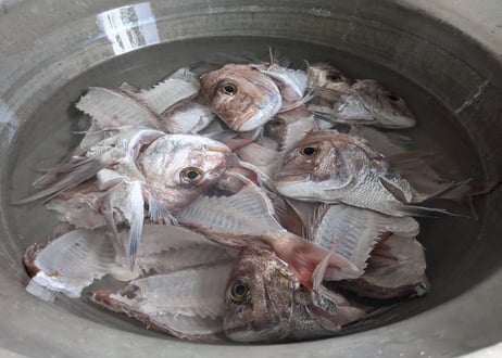 【出汁で炊く】鯛めしの素・太刀魚めしの素セット【2合用各1セットずつ】