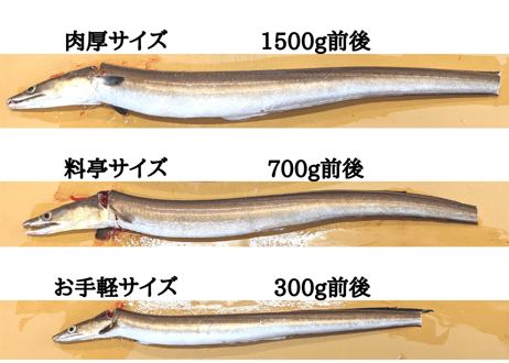 【料亭仕様サイズ】骨切りハモ　1本　（300g程度）
