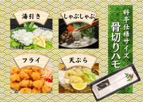 【料亭仕様サイズ】骨切りハモ　1本　（300g程度）