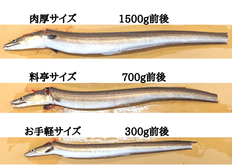 骨切りハモ【肉厚サイズ】（300g程度） | 平国丸