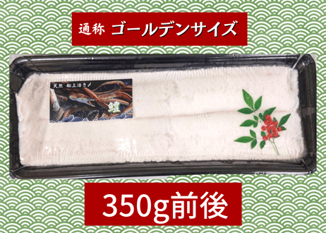 【料亭仕様サイズ】骨切りハモ　1本　（300g程度）