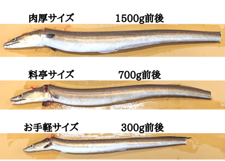 骨切りハモ【お手頃サイズ】（300g程度）
