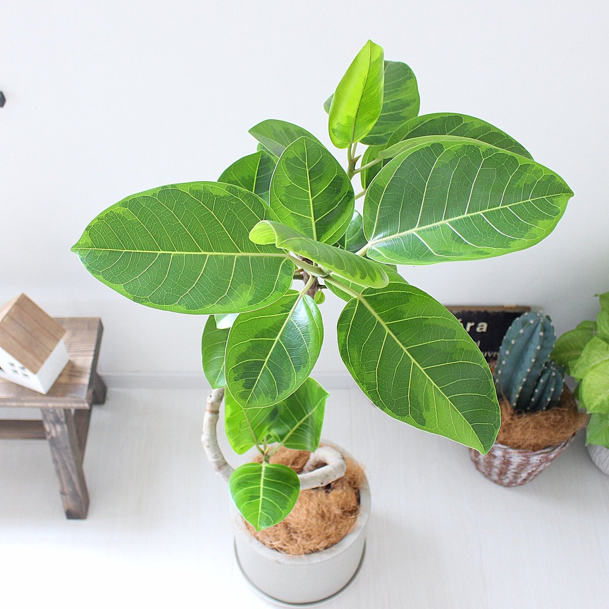 フィカス アルテシマ 曲がり ファイバー鉢 お皿付きフィカス