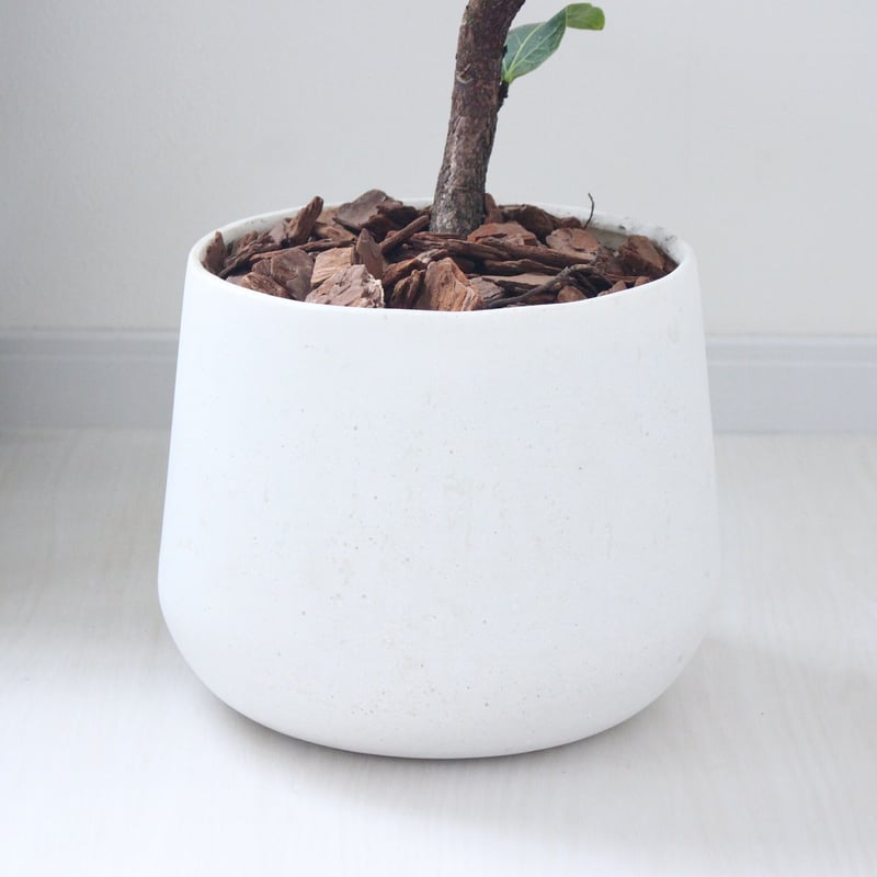 ☆ フィカス•バンビーノ•カシワバゴム 112cm♪ 曲がり♪ 送料無料】フィカス バンビーノ カシワバゴム 曲げ 陶器飾り鉢 斑入り