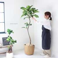 希少なフィカス・アフリカンプリンス フィカス・アフリカンプリンス＞現品 希少な曲がり | lealea lapule