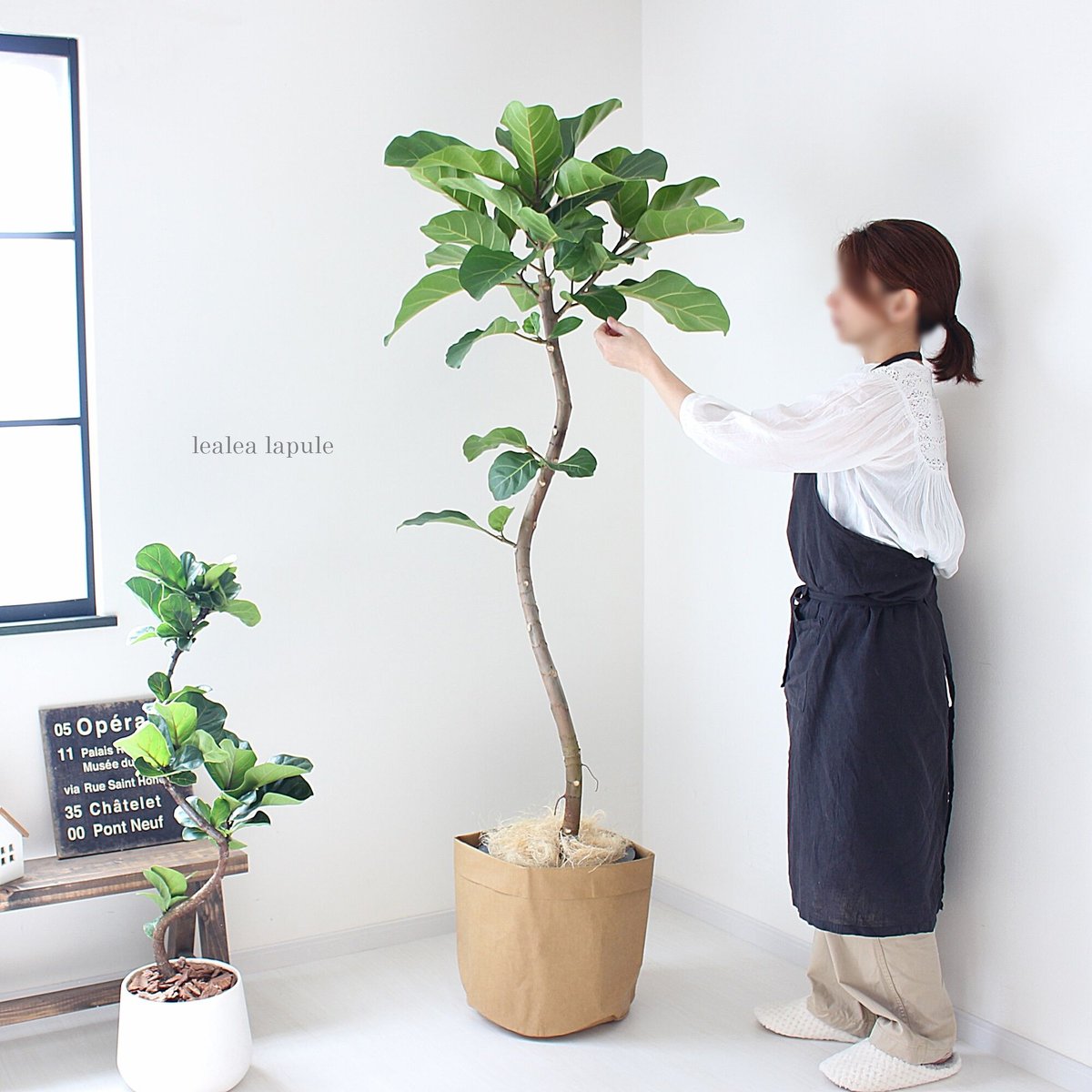 フィカス　アフリカンプリンス　希少　曲がり樹形　大型　観葉植物　アクタス フィカス アフリカンプリンス 希少 曲がり樹形 大型 観葉植物 アクタス