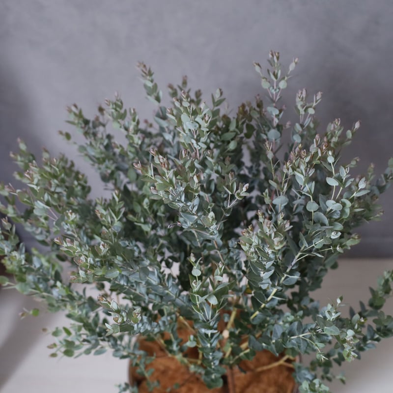 【厳選】大型　ユーカリ　ムーンラグーン　バルーン陶器鉢　植え込み発送 ユーカリ ムーンラグーン＞ | lealea lapule