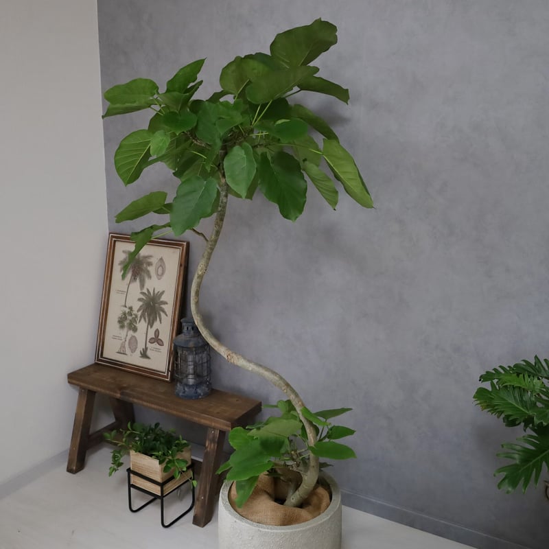 フィカス・ウンベラータ 150cm 8号 S-shaped tree form