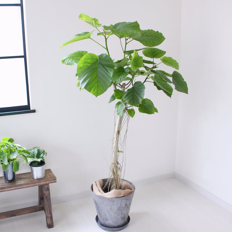 ウンベラータ〉約120㎝ 現品 曲がり | lealea lapule
