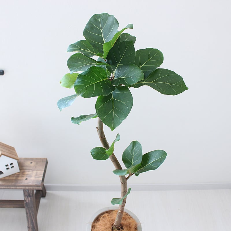 希少なフィカス・アフリカンプリンス 珍しい 観葉植物 大型 ゴムの木 フィカス アフリカンプリンス 10