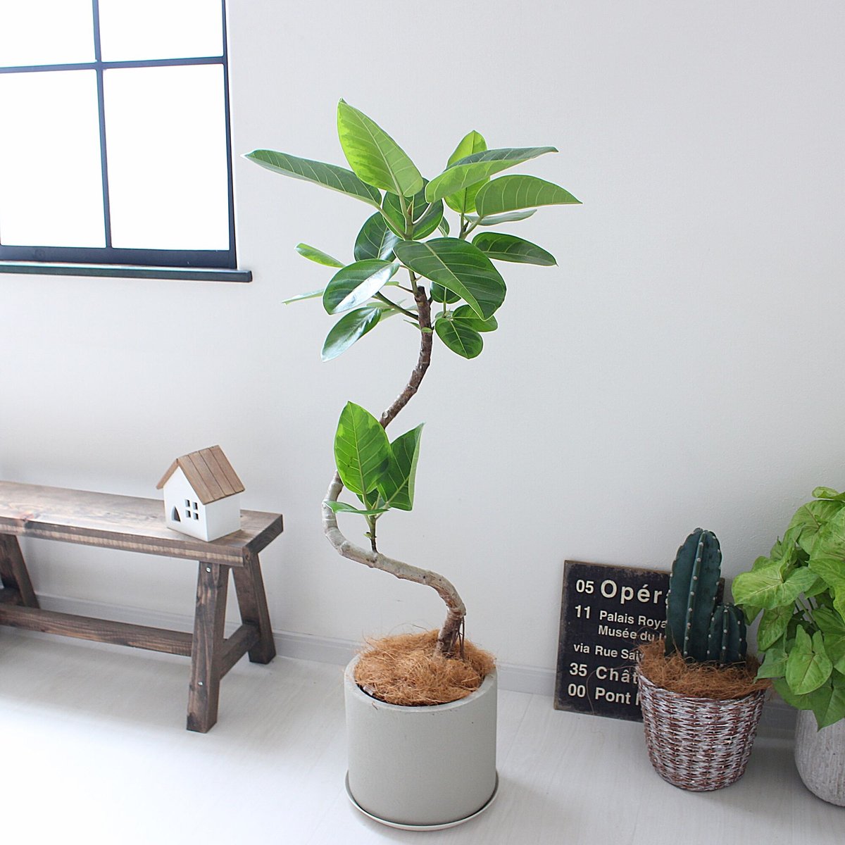 フィカス・アルテシーマ＞曲がり 受け皿付き 現品 | lealea lapule