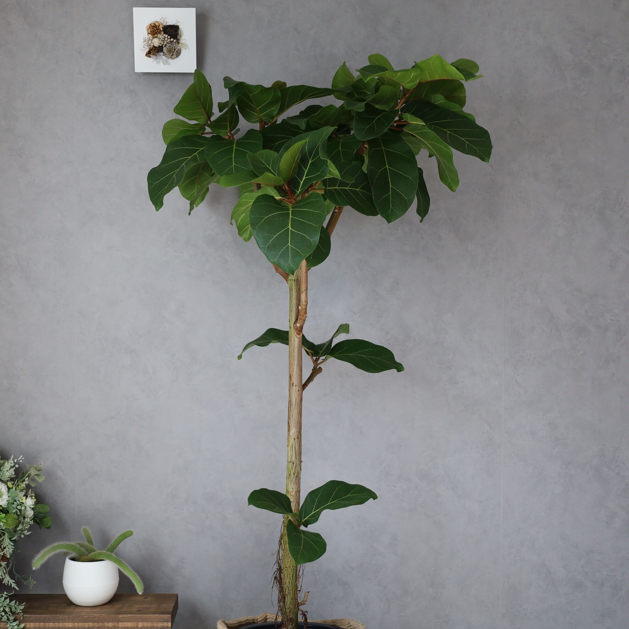 観葉植物 フィカス　アフリカンプリンス 160cm original