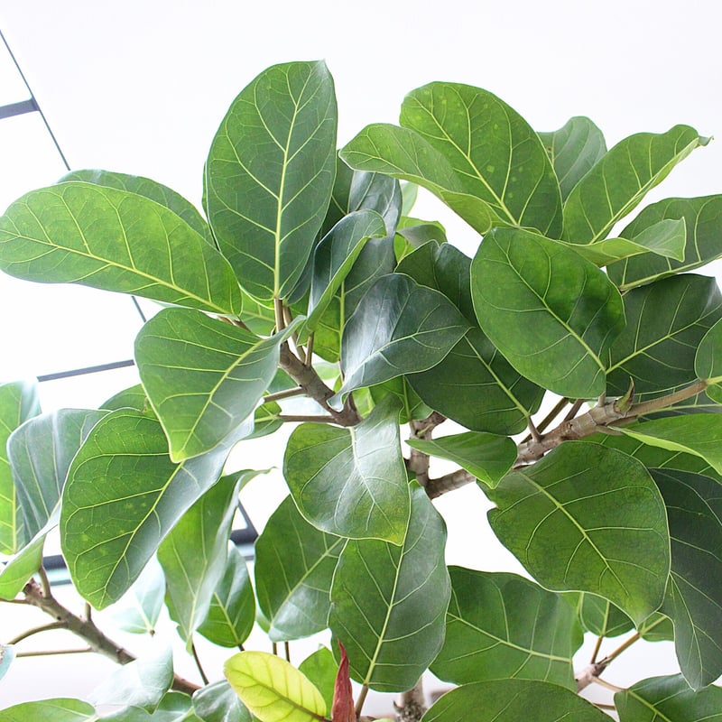 大型170㎝‼＜フィカス・アフリカンプリンス＞現品 希少な曲がり