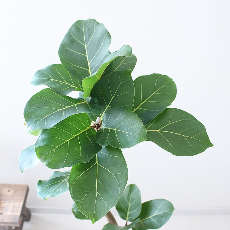 フィカス・アフリカンプリンス＞現品 希少な曲がり | lealea lapule