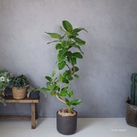ユーカリ グニー＞ | lealea lapule