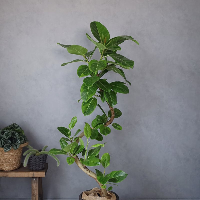フィカス・アルテシーマ＞曲がり 現品 植木鉢カバー | lealea lapule