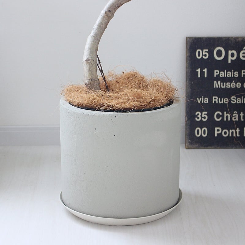 フィカス・アルテシーマ＞曲がり 受け皿付き 現品 | lealea lapule