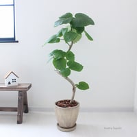 〈ウンベラータ〉現品　曲がり