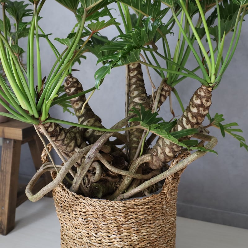 幹上がりクッカバラ〕植木鉢カバー付き 現品 | lealea lapule