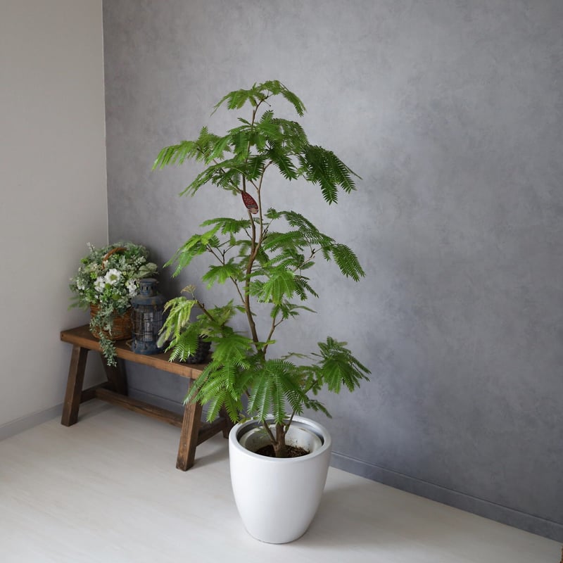 エバーフレッシュ＞130㎝ 現品 陶器鉢 | lealea lapule