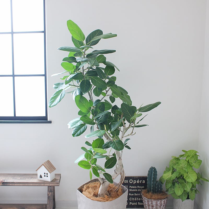 大型サイズ 165cm＜フィカス・ベンガレンシス＞曲がり | lealea