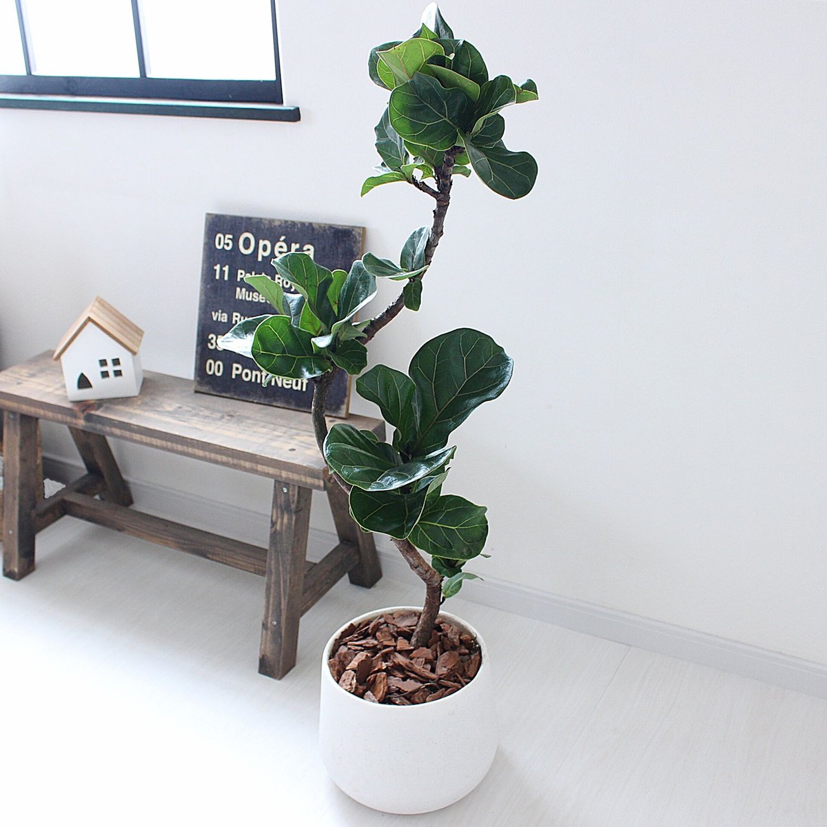 カシワバゴム・バンビーノ＞曲がり 現品 | lealea lapule