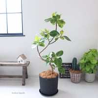 〈アルテシーマ〉現品