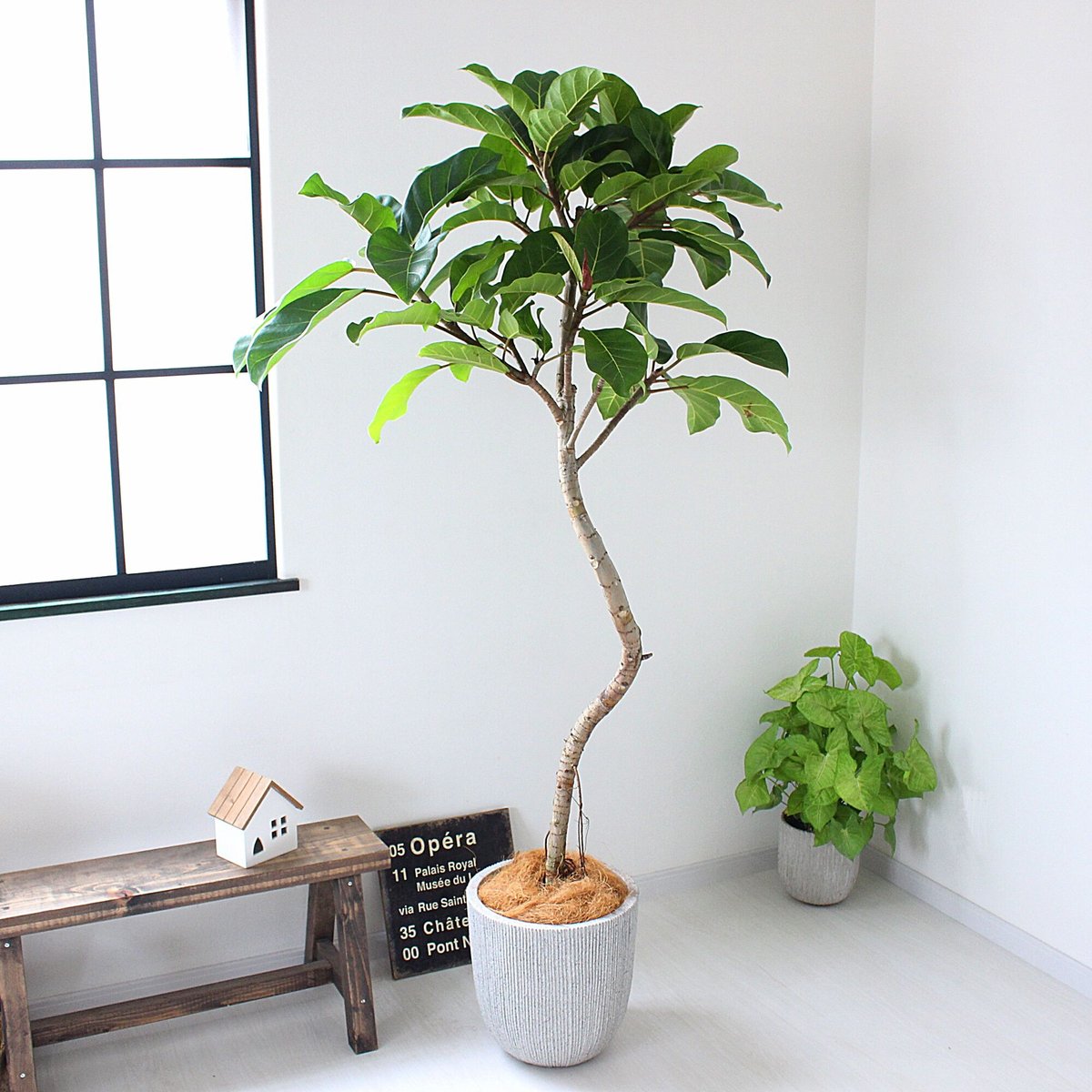 大型170㎝‼＜フィカス・アフリカンプリンス＞現品 希少な曲がり