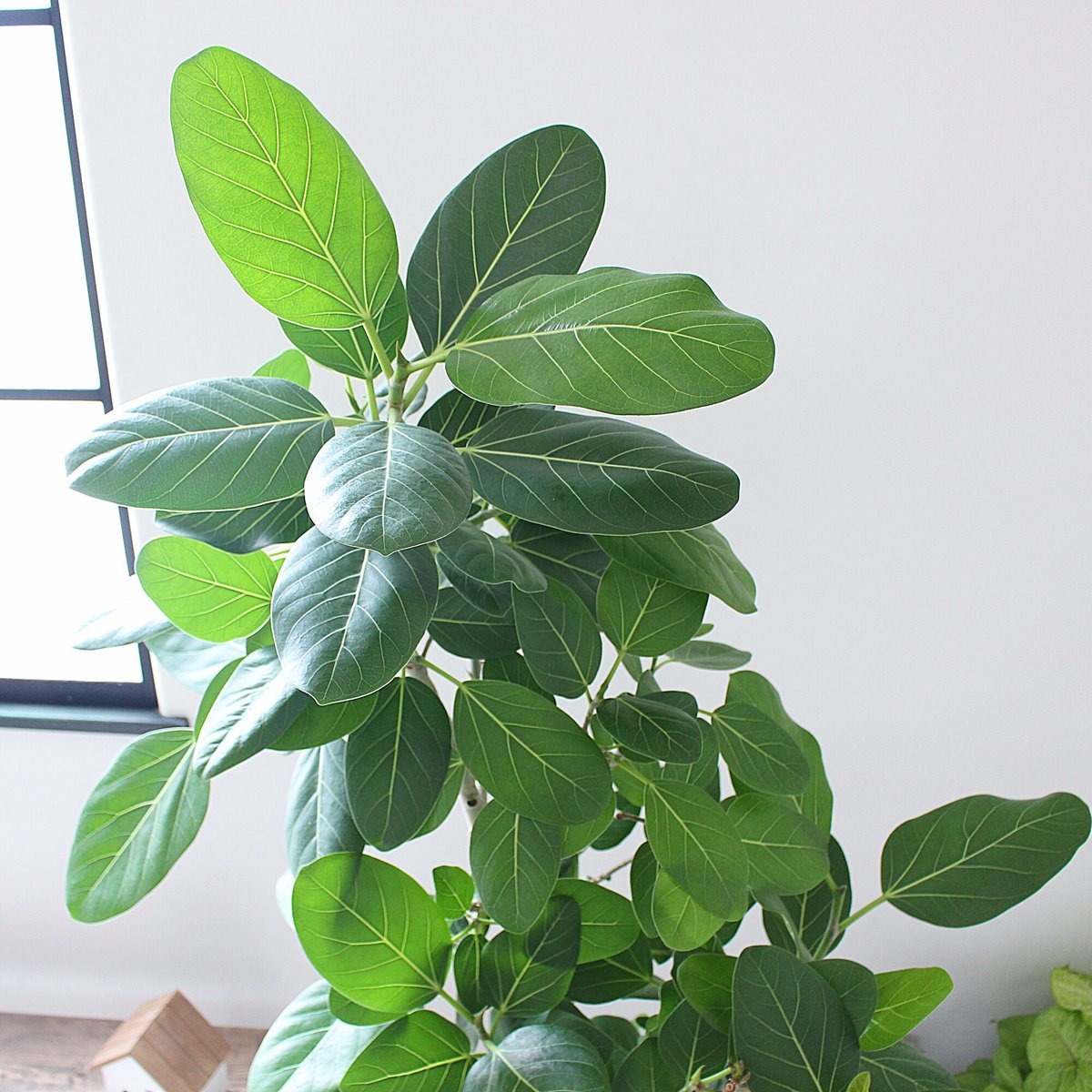 フィカス ベンガレンシス 大型