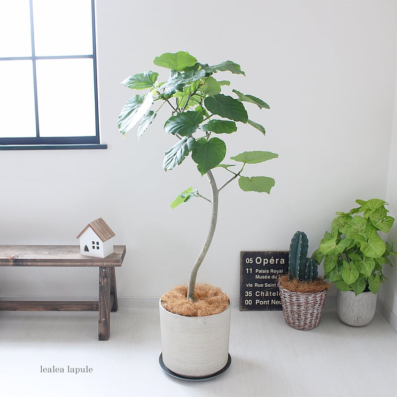 ウンベラータ〉曲がり 現品 | lealea lapule