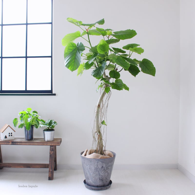 【現品・現地取り限定】フィカス ウンベラータ　超美品！希少！約200cm ウンベラータ〉約120㎝ 現品 曲がり | lealea lapule