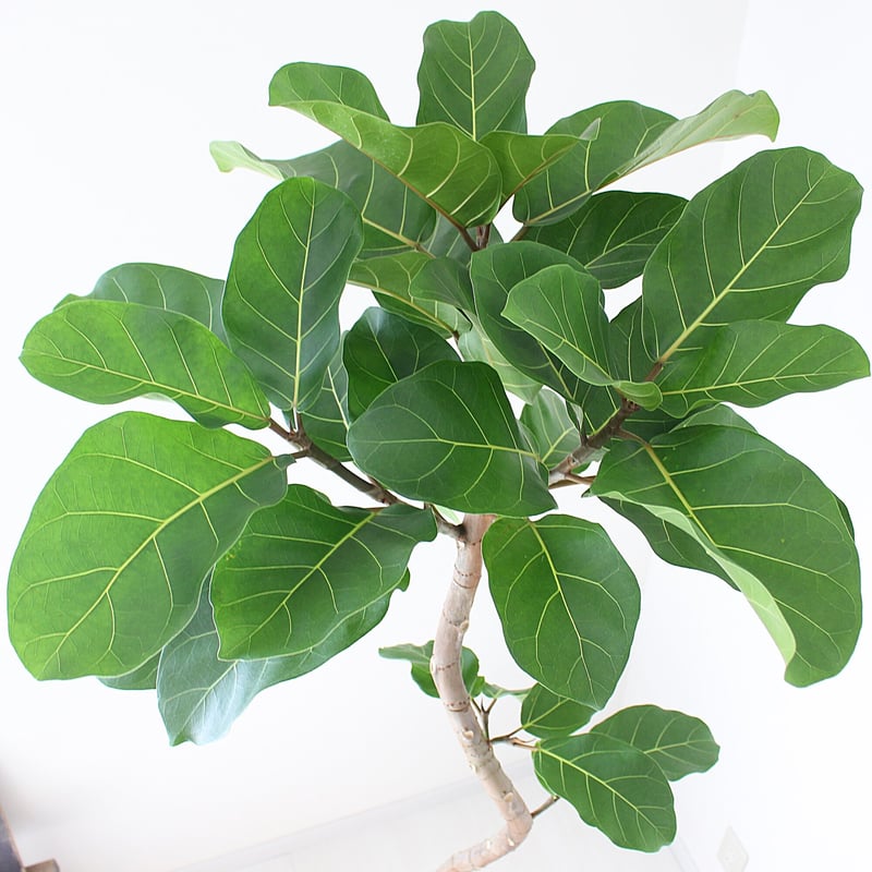 大型サイズ‼＜フィカス・アフリカンプリンス＞現品 希少な曲がり