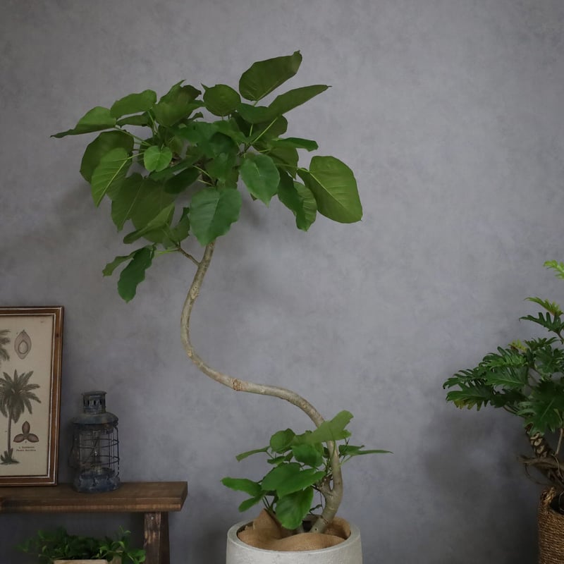 ウンベラータ〉約150㎝ 現品 曲がり | lealea lapule