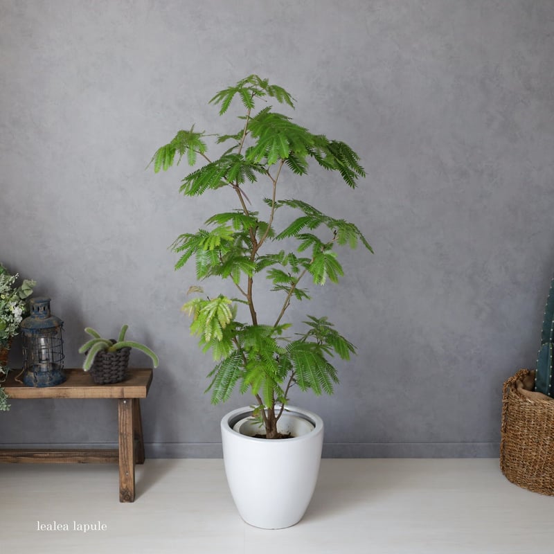 エバーフレッシュ＞130㎝ 現品 陶器鉢 | lealea lapule