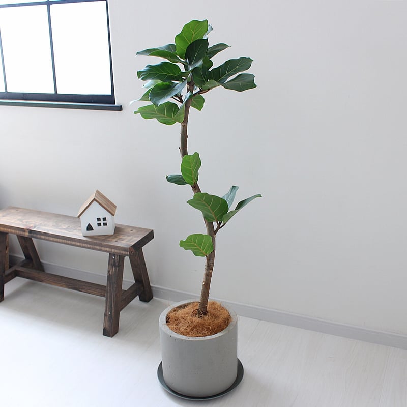 フィカス・アフリカンプリンス＞現品 希少な曲がり | lealea lapule