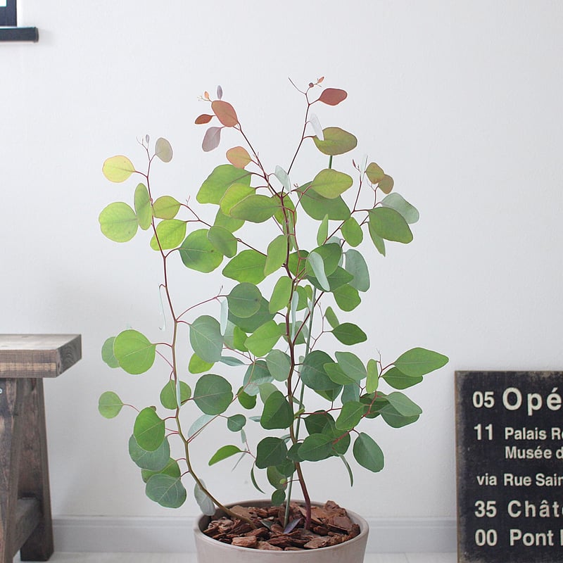 ユーカリ ポポラス＞ 現品 | lealea lapule