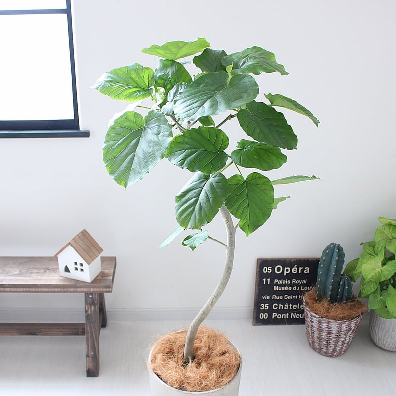 ウンベラータ〉曲がり 現品 | lealea lapule