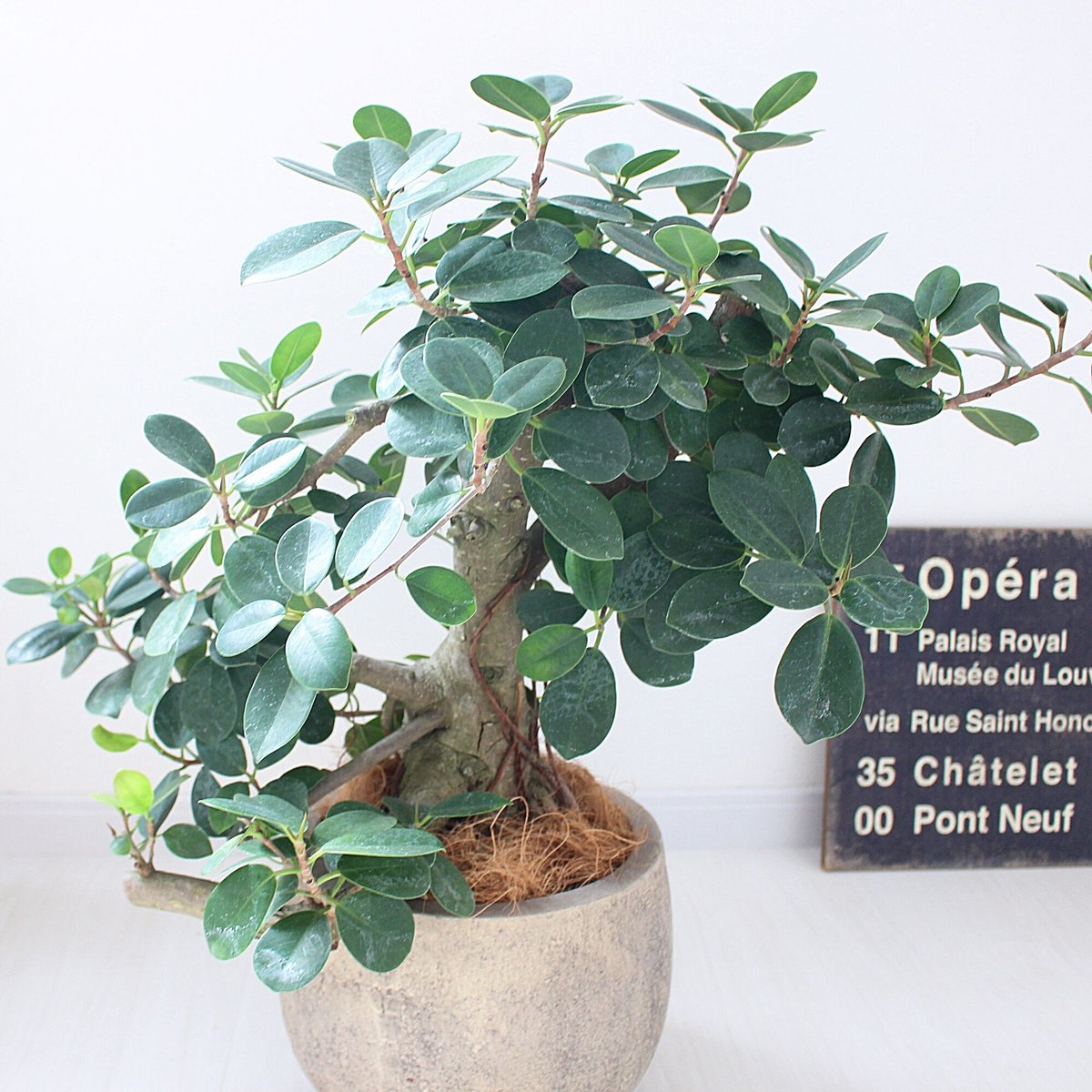 パンダガジュマル>現品 陶器鉢 | lealea lapule パンダガジュマル>現品 陶器鉢 | lealea lapule