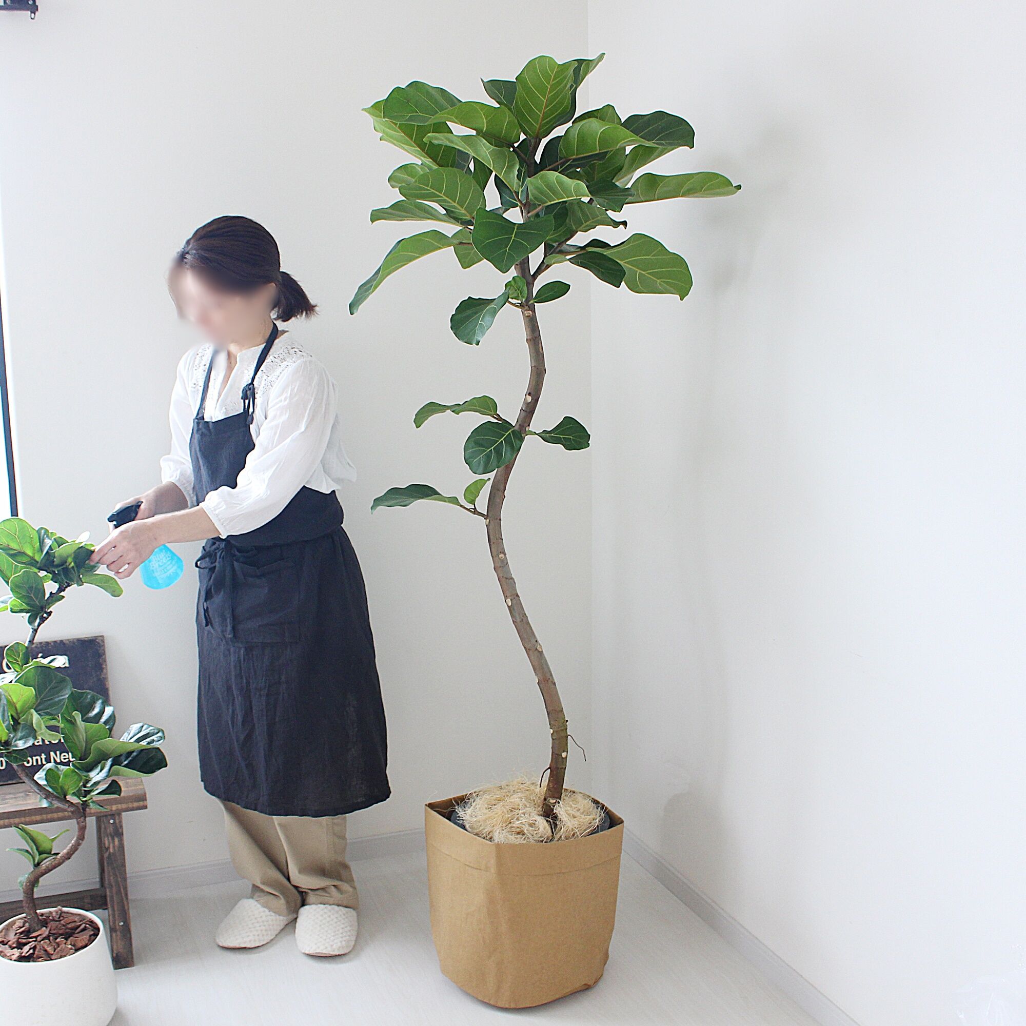 大型サイズ‼＜フィカス・アフリカンプリンス＞現品 希少な曲がり