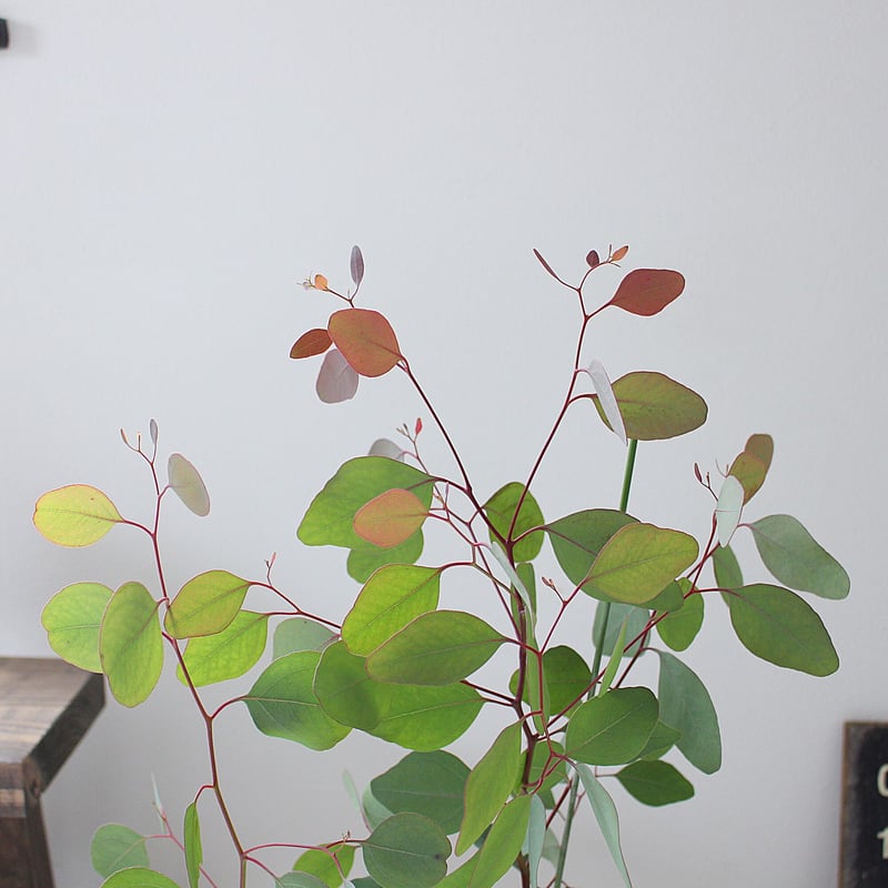 ユーカリ ポポラス＞ 現品 | lealea lapule