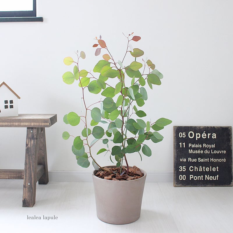 ユーカリ ポポラス＞ 現品 | lealea lapule