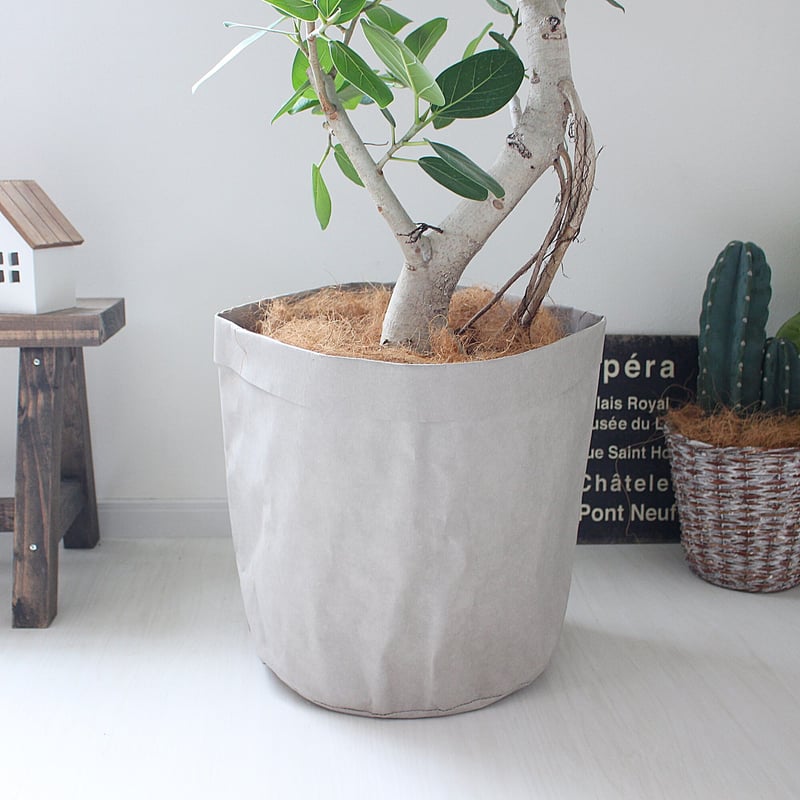 ⑩ フィカス ベンガレンシス 8号 【螺旋仕立て】最高等級