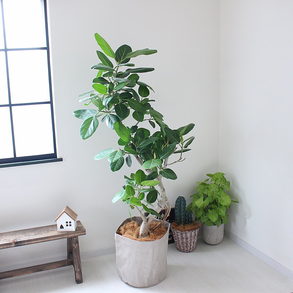 自分インテリア フィカス ベンガレンシス 大人スタイル植物 自分インテリア フィカス ベンガレンシス 大人スタイル植物