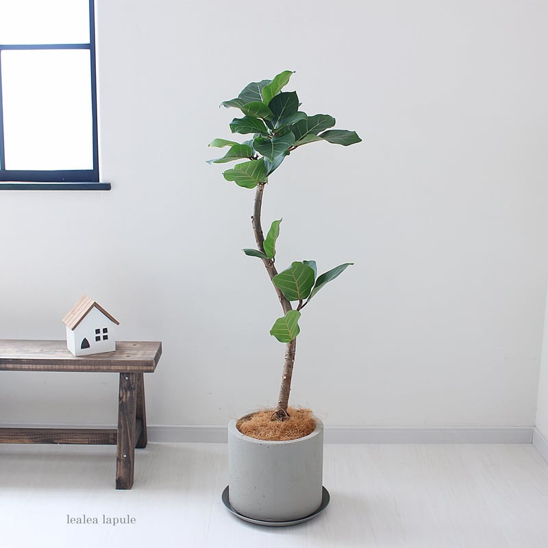 希少なフィカス・アフリカンプリンス フィカス・アフリカンプリンス＞現品 希少な曲がり | lealea lapule