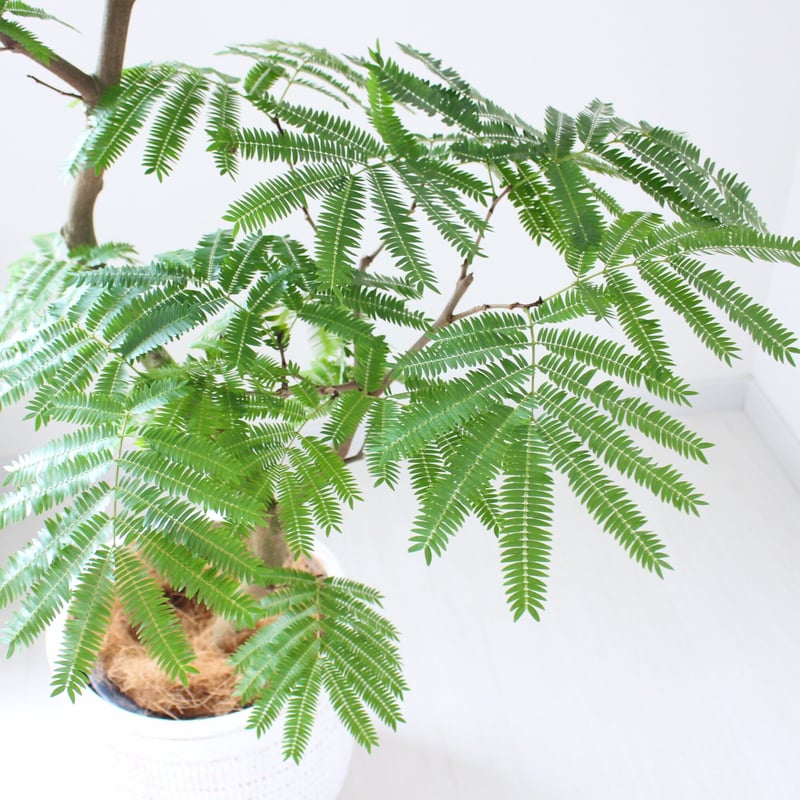 エバーフレッシュ＞150㎝ 曲がり 現品 陶器鉢 | lealea lapule