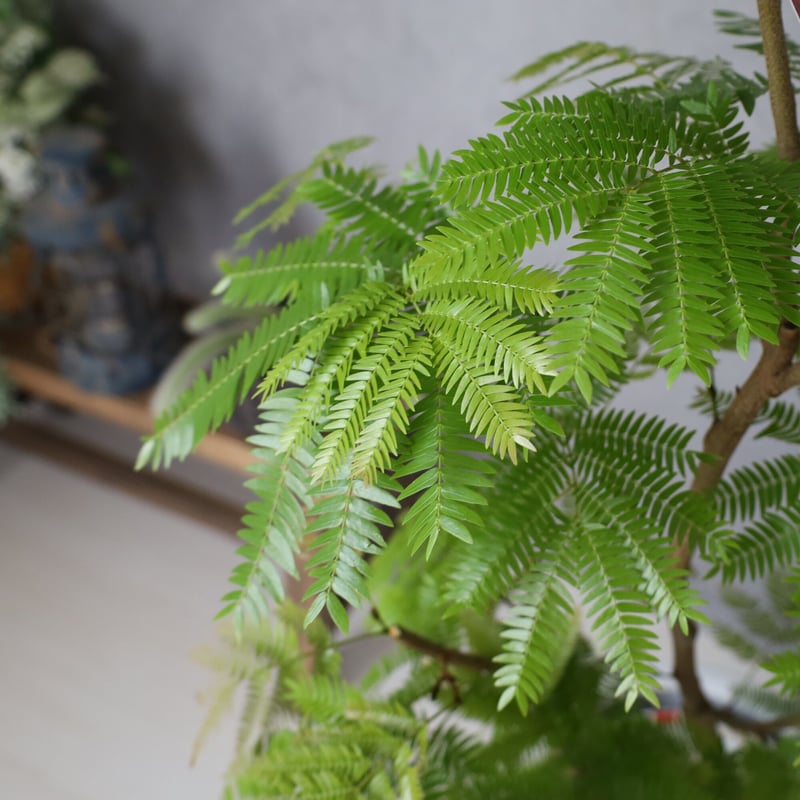 エバーフレッシュ＞130㎝ 現品 陶器鉢 | lealea lapule