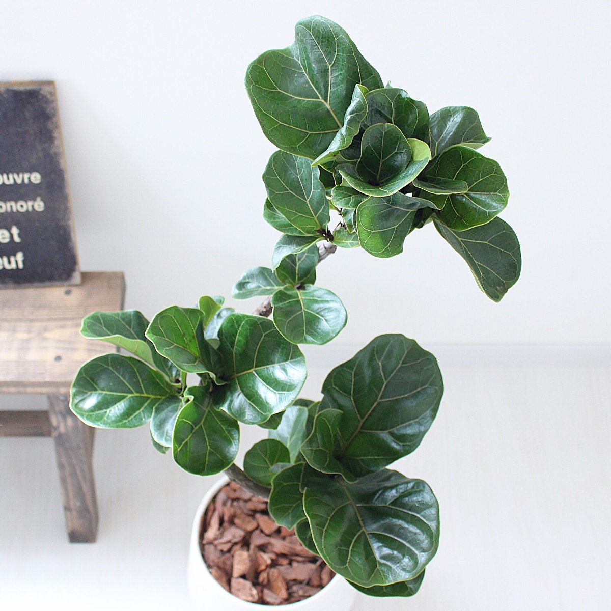 カシワバゴム・バンビーノ＞曲がり 現品 | lealea lapule