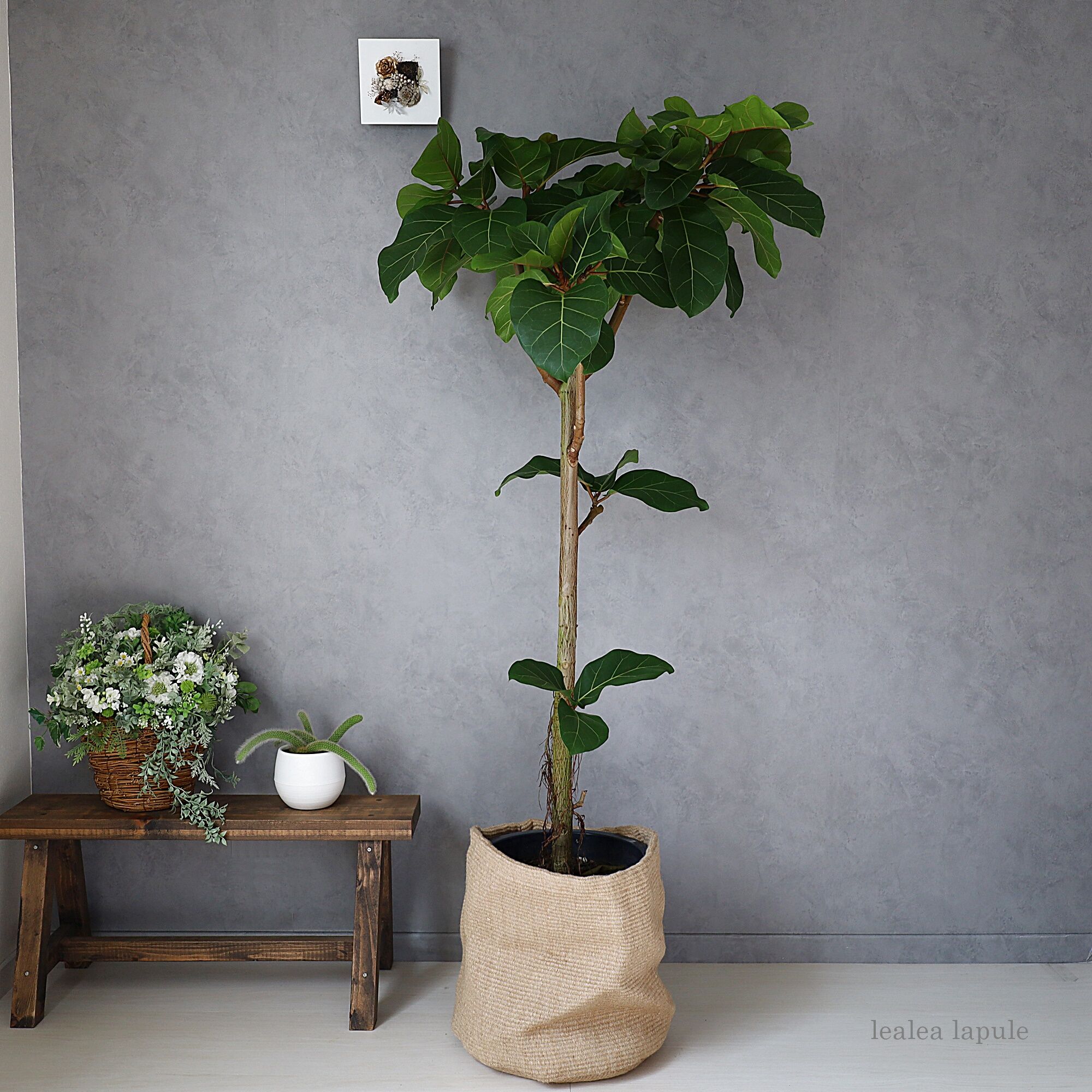 観葉植物 フィカス　アフリカンプリンス 160cm original